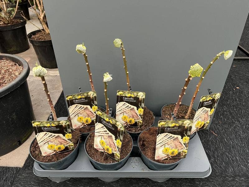 Edgeworthia chrys. 'Grandiflora'