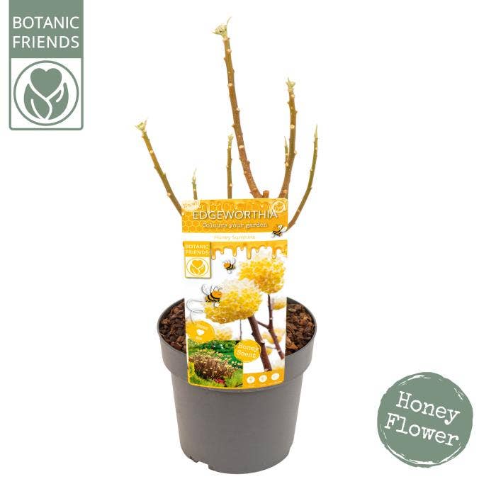 Edgeworthia chrys. 'Honey Sunshine’