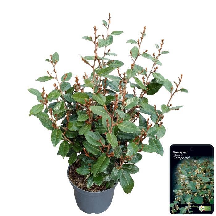 Elaeagnus ebb. 'Compacta'