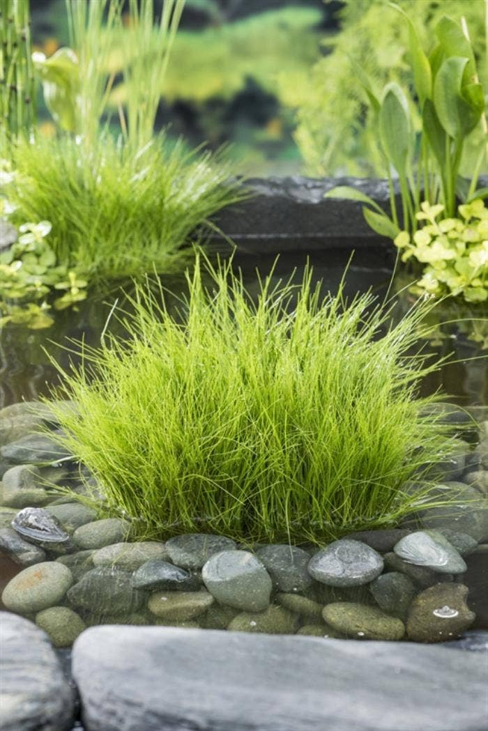 Eleocharis acicularis