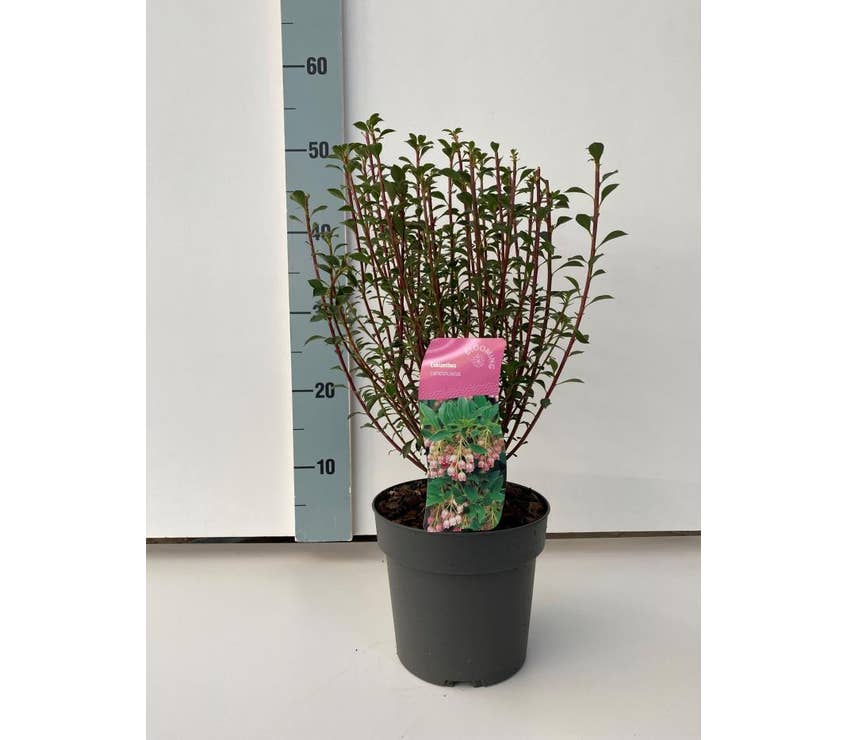 Enkianthus campanulatus