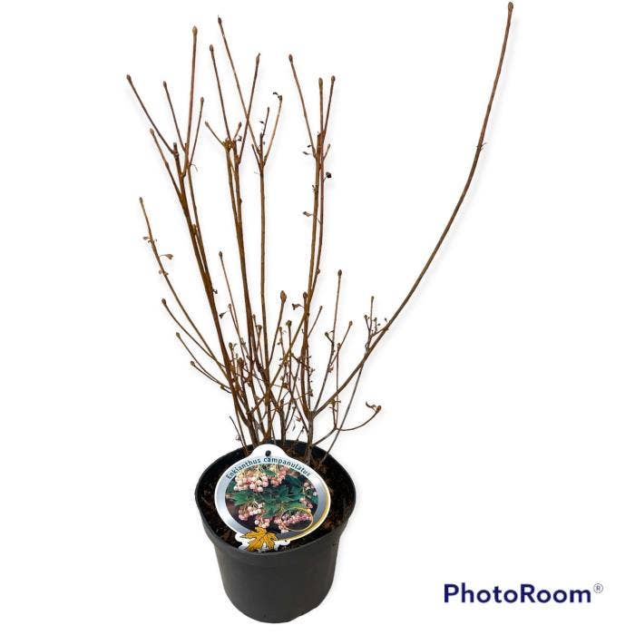 Enkianthus campanulatus