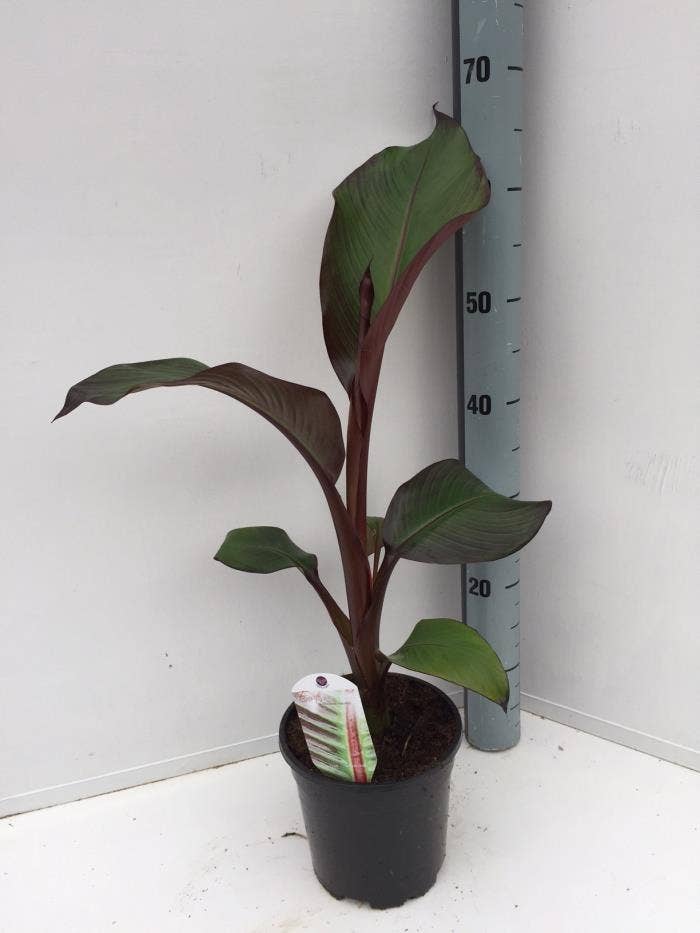 Ensete ven. 'Maurelii'
