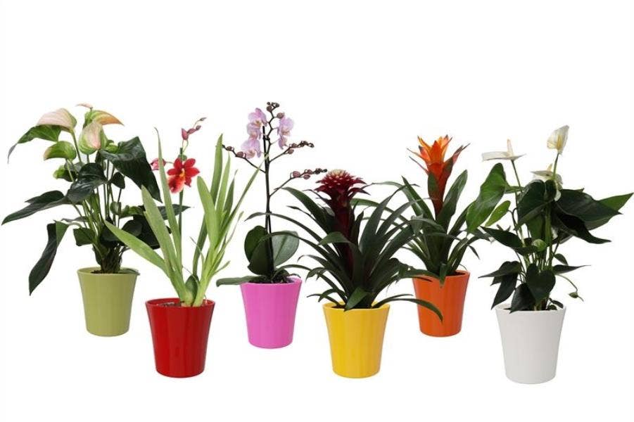 Epifyten Tropical 