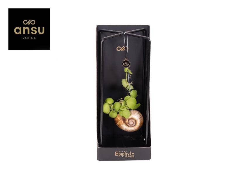 Epiphyte Collection - Dischidia