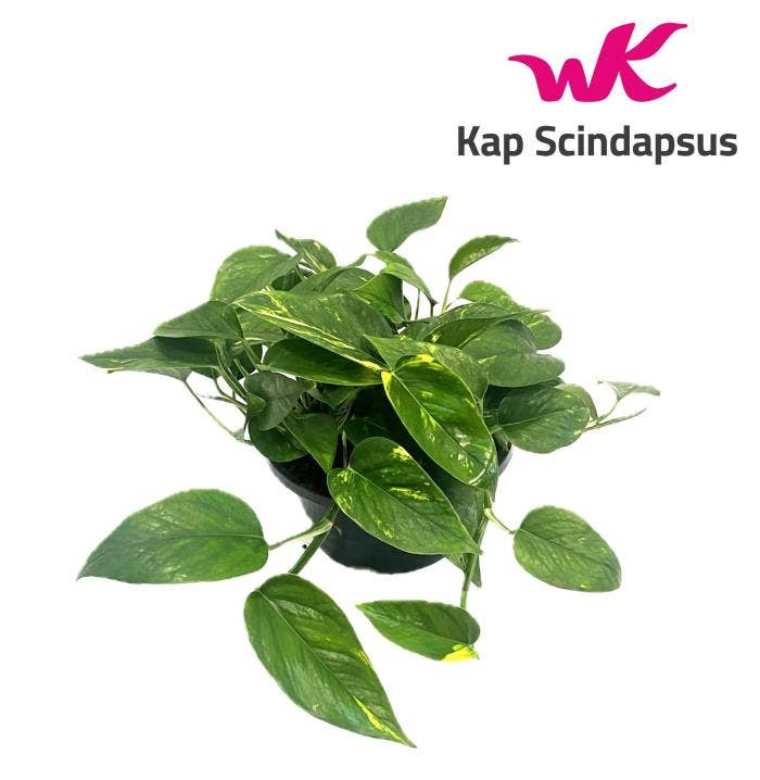 Epipremnum Aureum bowl