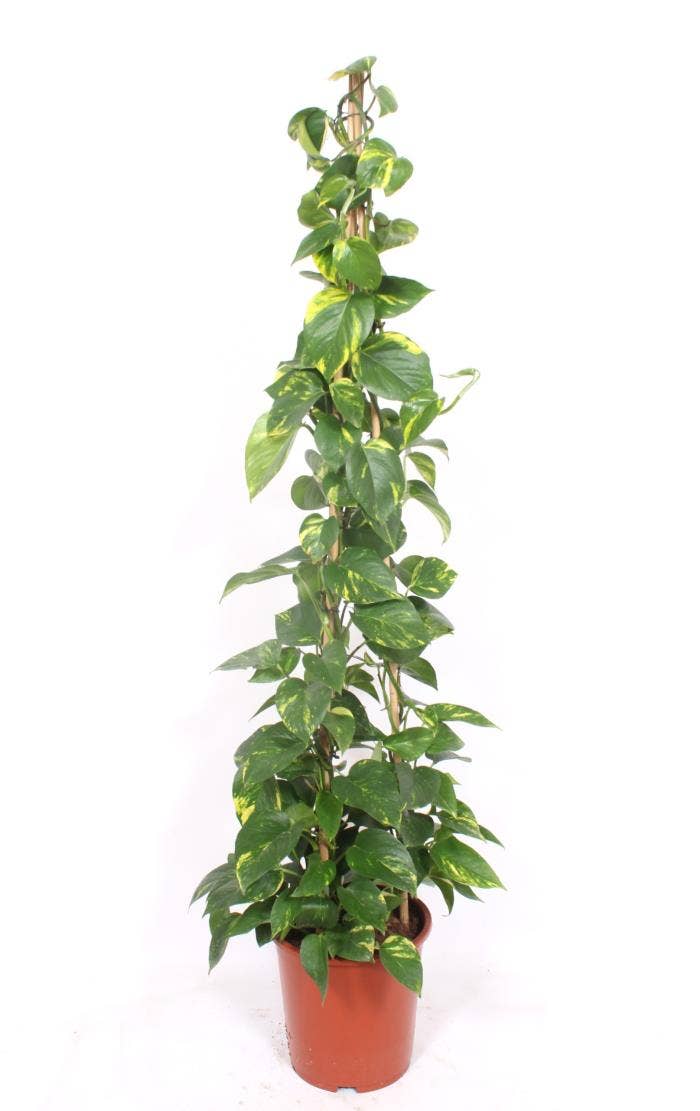 Epipremnum Aureum