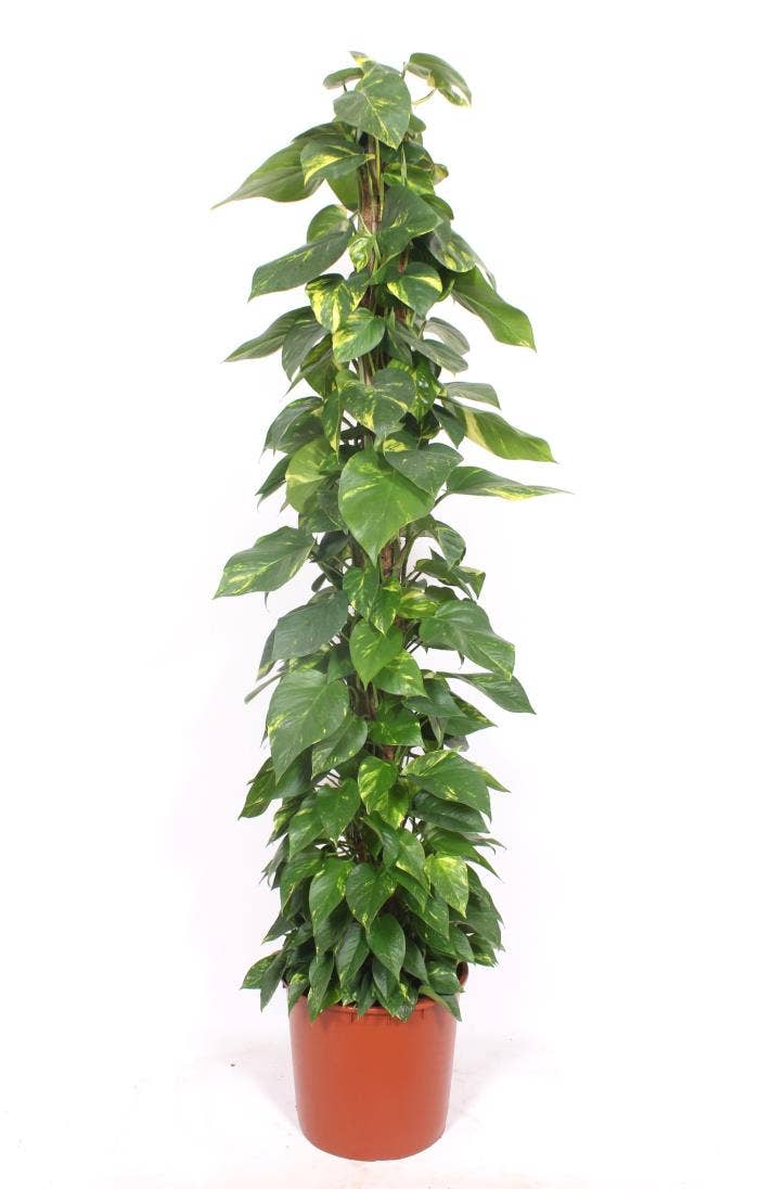 Epipremnum Aureum