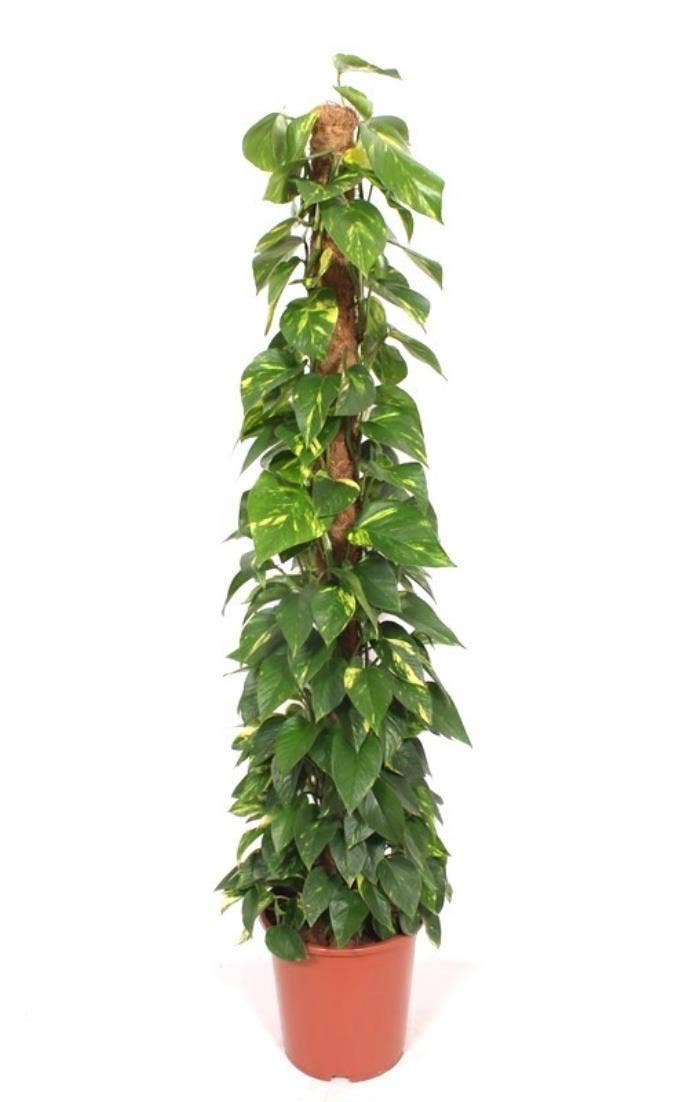 Epipremnum Aureum