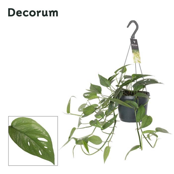 Epipremnum Cebu Blue