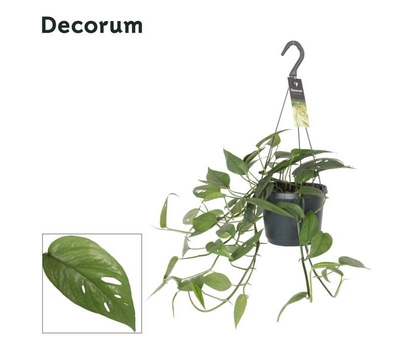 Epipremnum Cebu Blue