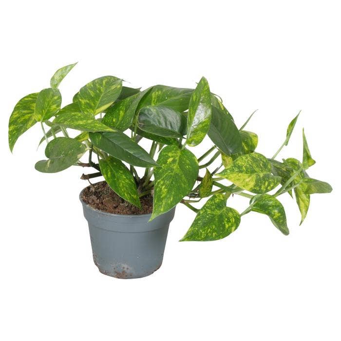 Epipremnum Cintho Gold