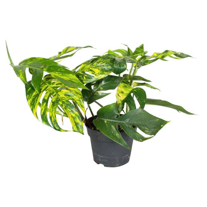 Epipremnum Cintho Goldfinger