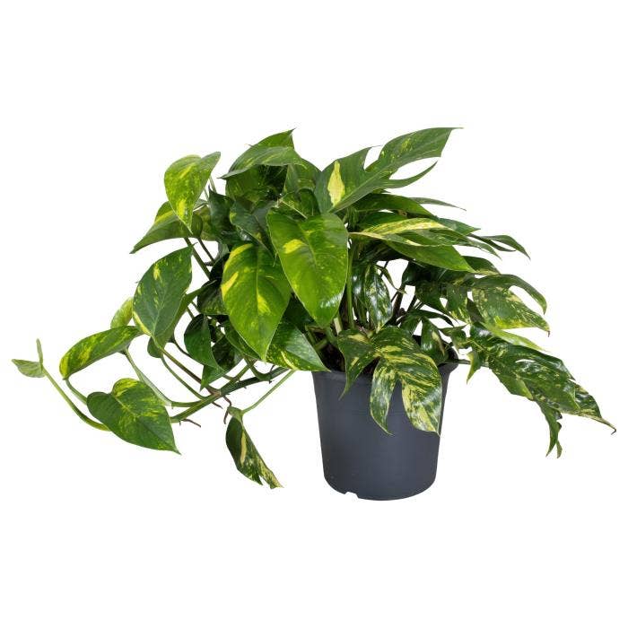 Epipremnum Cintho Halffinger