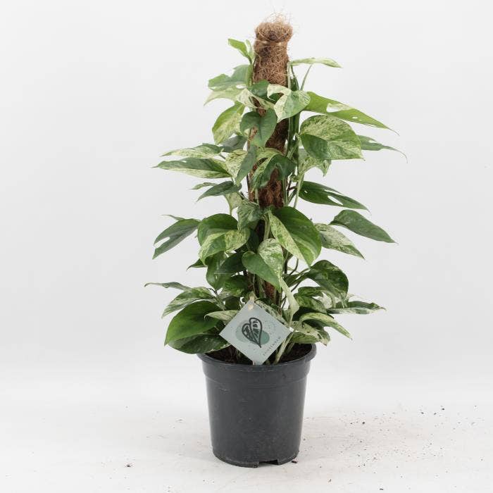 Epipremnum Marble Variegata
