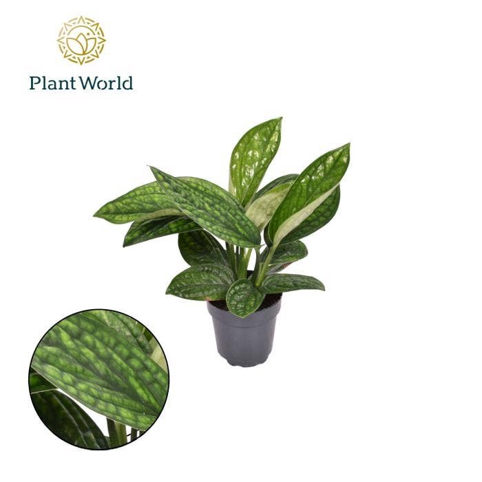 Epipremnum pinn. Marble Planet