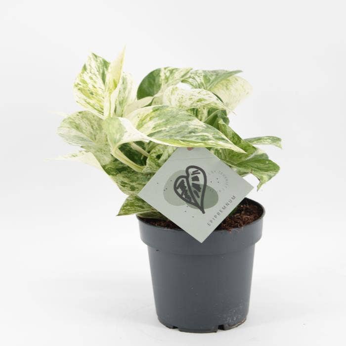 Epipremnum Snow Leopard