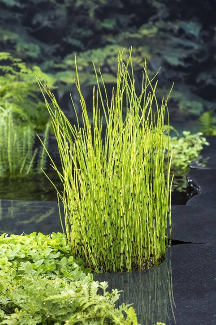 Equisetum fluviatile