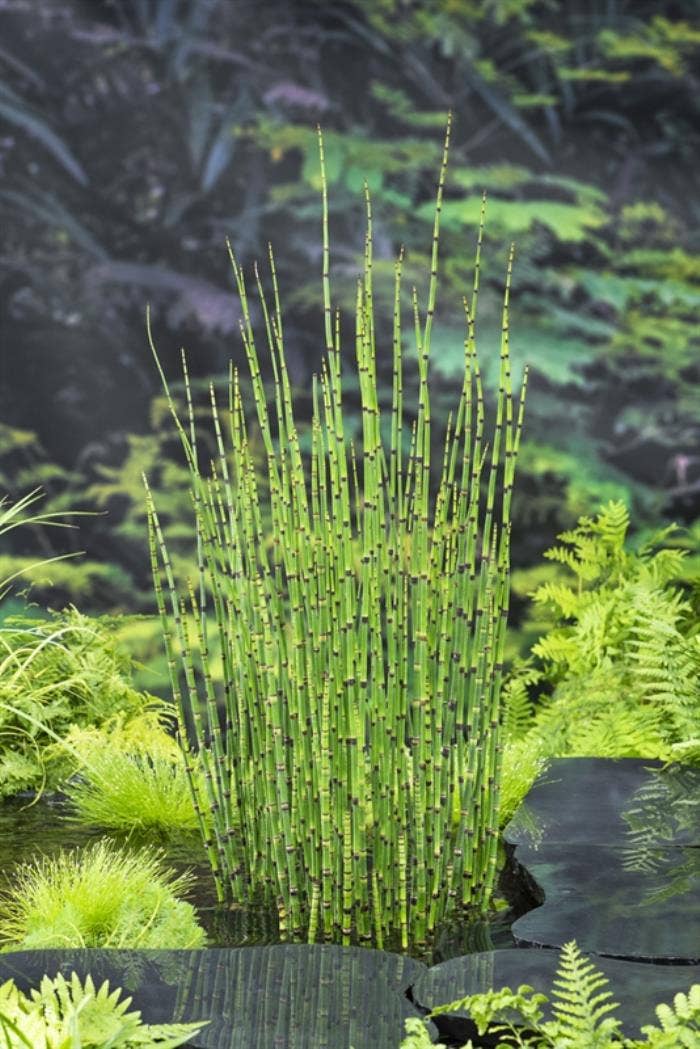 Equisetum japonicum
