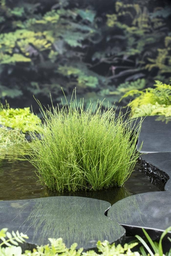 Equisetum scirpoides