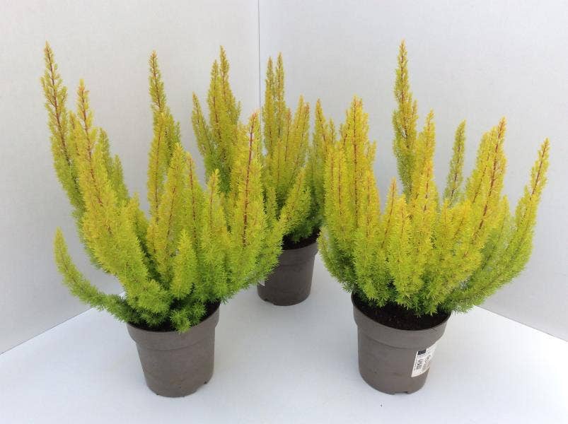 Erica arb. 'Albert's Gold'