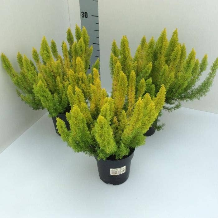 Erica arborea Albert's Gold