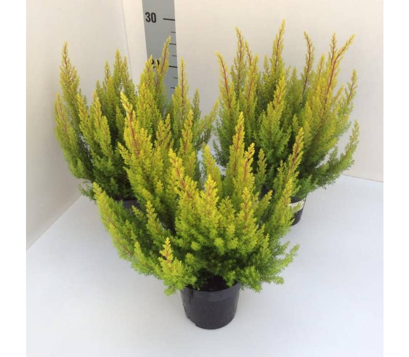 Erica arborea Estrella