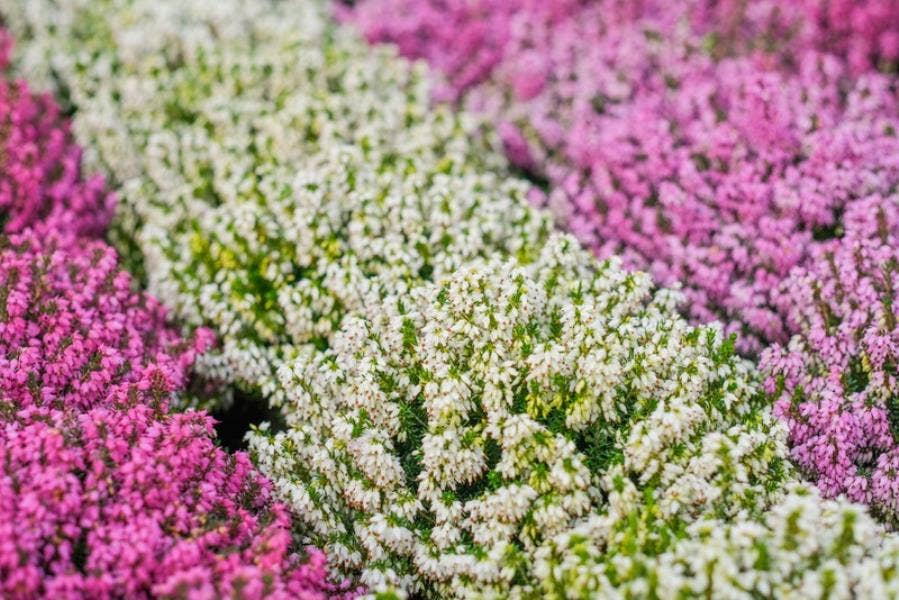 Erica car. 'Winter Ladies'