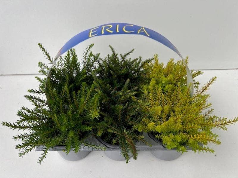 Erica darleyensis 6-pack