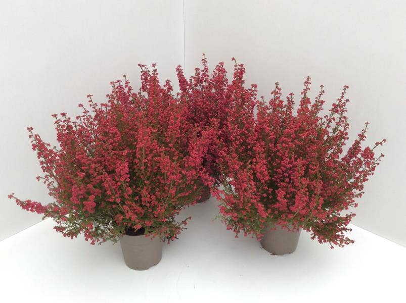 Erica gra. select 'Kaminrot'