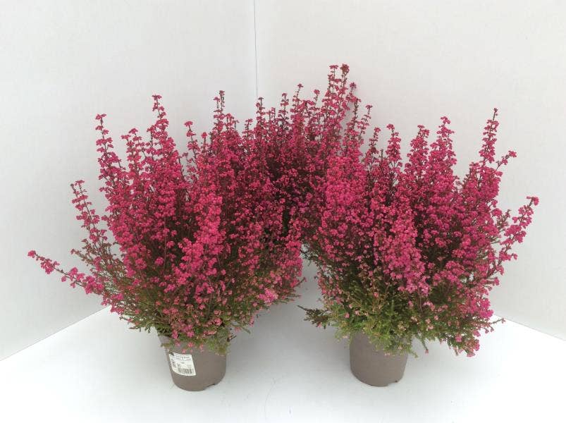 Erica gra. select 'Purpur'