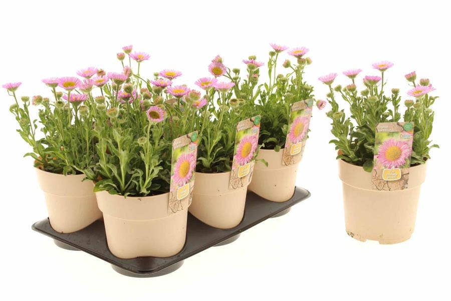 Erigeron 'Sea Breeze' (Peat Free)