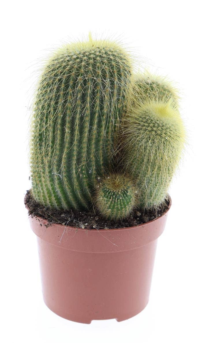 Eriocactus leninghausii