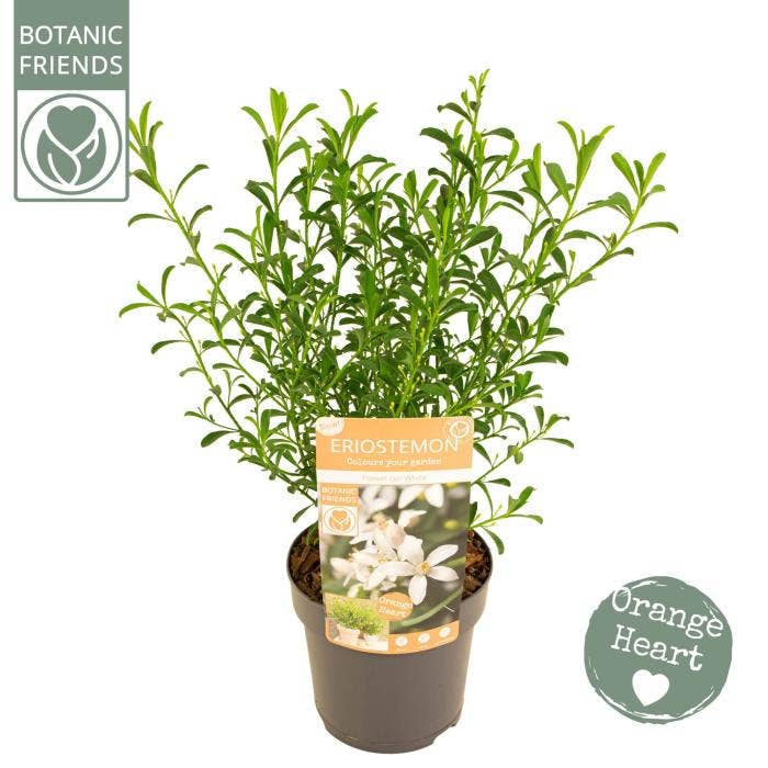 Eriostemon myo. Flower girl White