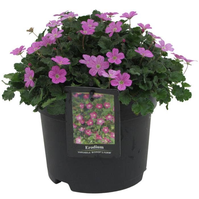 Erodium 'Bishop's Form'