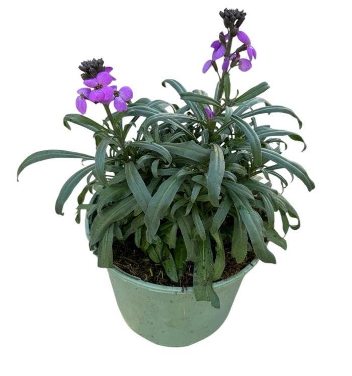 Erysimum 'Bowles Mauve'