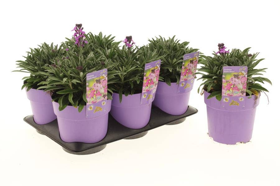 Erysimum lin. 'Bowles Mauve'