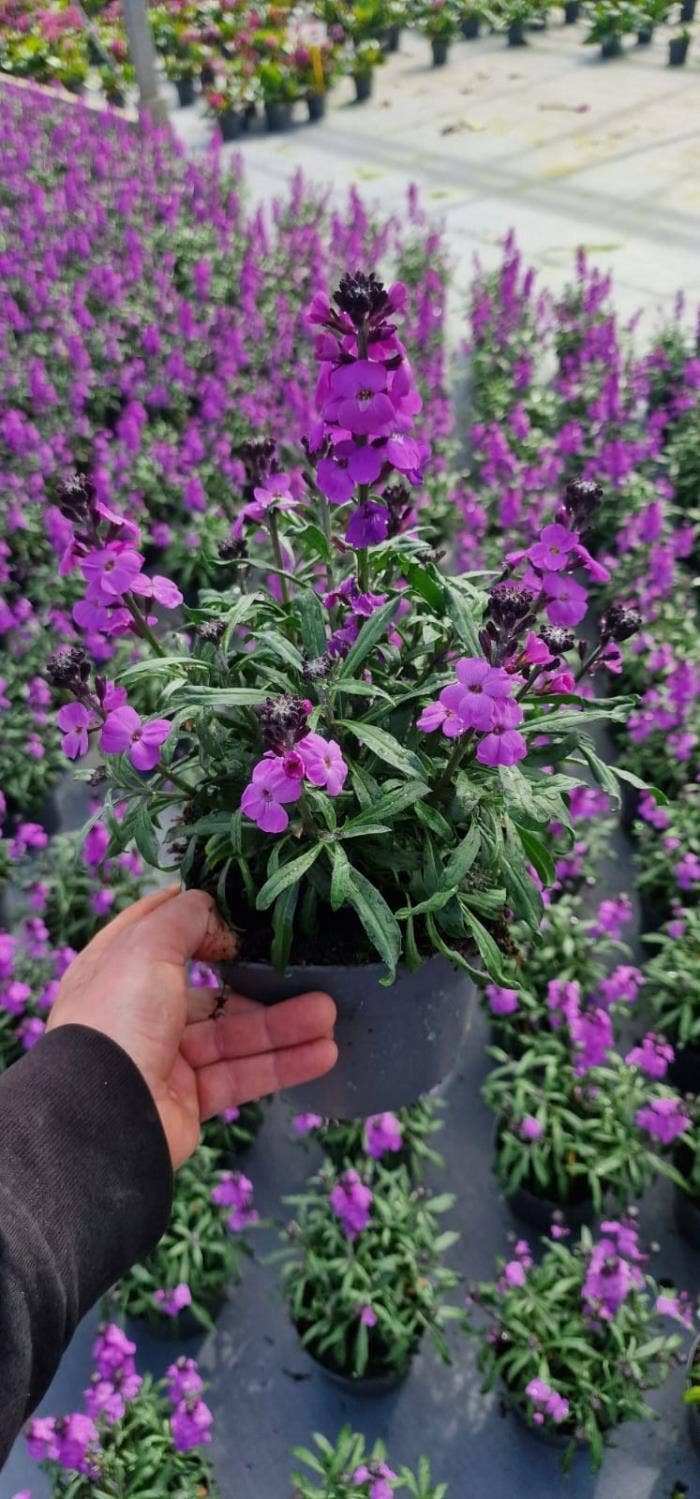 Erysimum lin. 'Bowles Mauve'