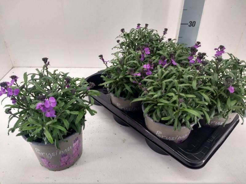 Erysimum lin. 'Bowles Mauve'