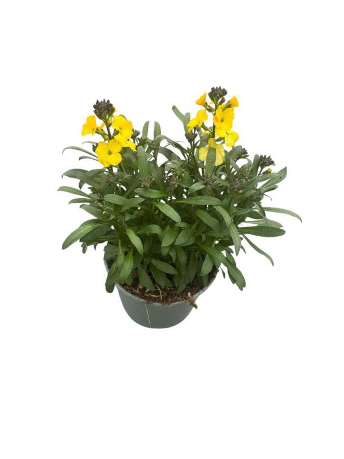 Erysimum lin. 'Dark Yellow Glow'