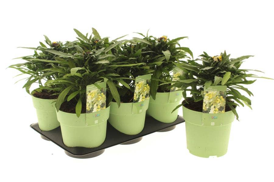 Erysimum lin. 'Lemon Glow'