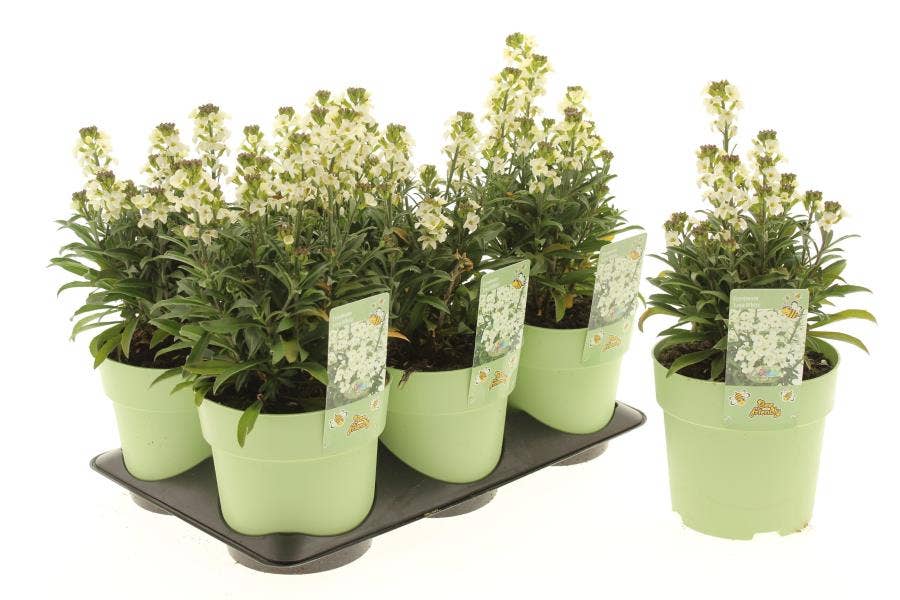 Erysimum lin. 'Leya White'