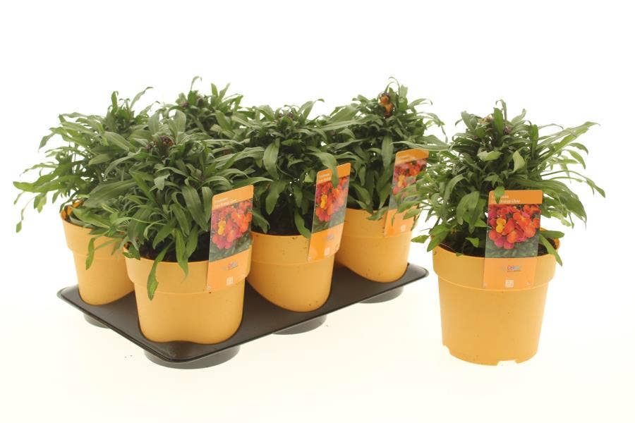 Erysimum lin. 'Orange Glow'