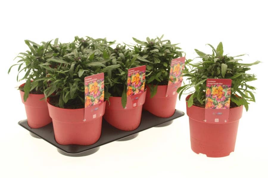 Erysimum lin. 'Orange Purple Glow'