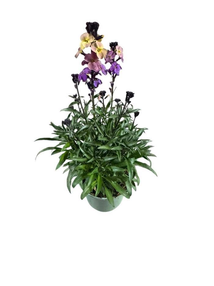 Erysimum lin. 'Orange Purple Glow'