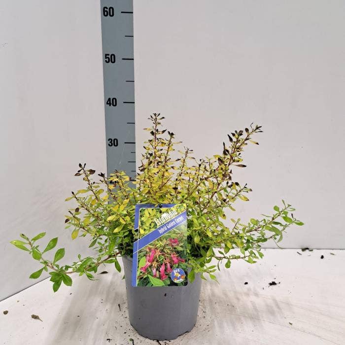 Escallonia 'Golden Carpet'