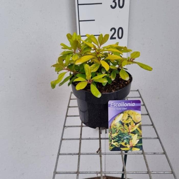 Escallonia lae. 'Gold Ellen'