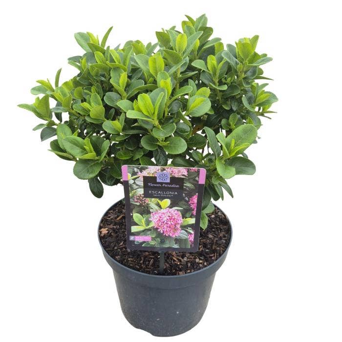 Escallonia 'Pink Elle'