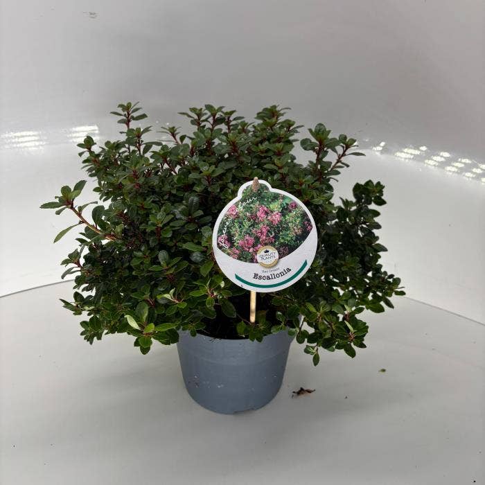 Escallonia 'Red Dream'