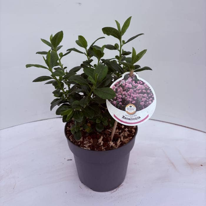 Escalonia 'Pink Elle'